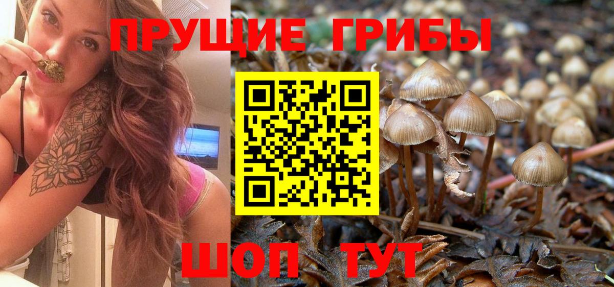 где можно купить наркотик  Галлюциногенные грибы Psilocybine cubensis  Вход с VPN  Галлюциногенные грибы прущие грибы  Дивногорск 